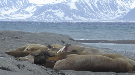 Walrus