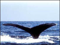 Baleia