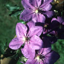 Clematis ‘Kathleen Wheeler’, Clematis