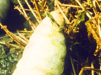 greendeath