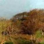 HALSALL HILL