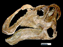Gripossauro