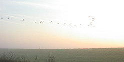 Dawn at WWT's Nature Reserve at Welney