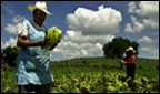Farmers tending to crops