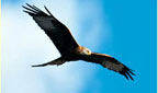 kite