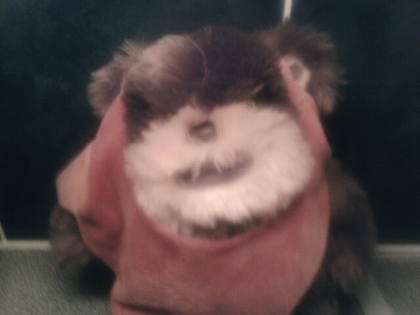 An animal, a teddy or a crime. Who knows.