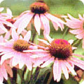 Echinacea purpurea