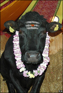 बैल