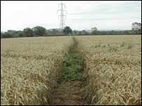 Crop fields on Alney Island