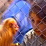 Monkey in the new enclosure