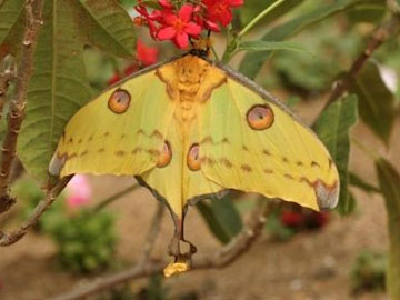 Madagascan Moon Moth, copyright istockphoto, Judy Worley.