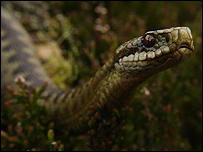 Adder (vipera berus). Photo courtesy of Silviu Petrovan