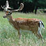 Deer (Image c/o Chris Packham)