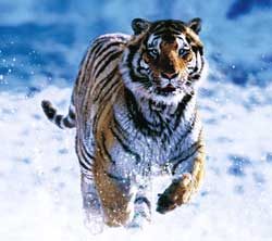 Running Tiger