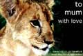 Lion cub