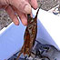 Egg case