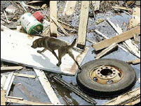 Pets stranded in the debris. Photo (c) AP