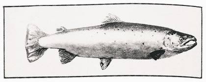 The largest salmon caught in England on a fly, on the River Eden in 1888