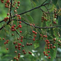 Prunus serotina, Wild black cherry