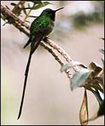 Picture: Humming Bird