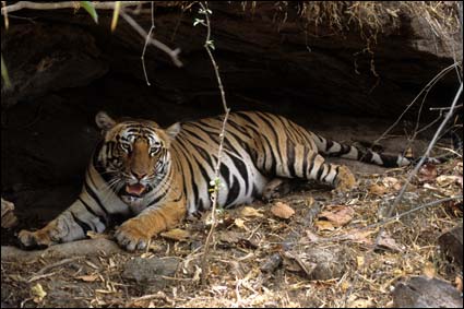 Pete Cooper's Bengal tiger photos