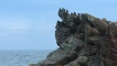 Seabirds on the headland of Billow Ness