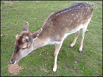 A deer at Fountains Abbey