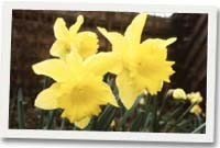 Daffodil