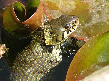 Snake