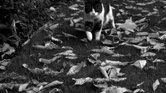 Stalker