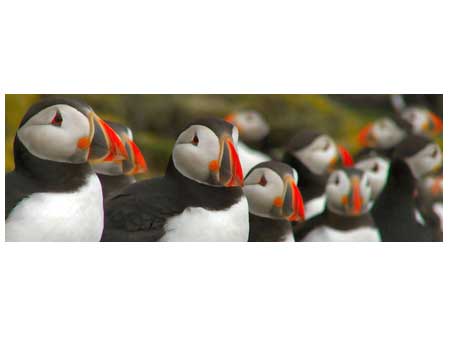 Puffins 