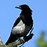 Farmland Activities (Image: Magpie)