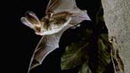 Bats