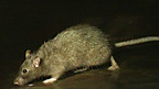 Rats Adapting to a Urban Habitat