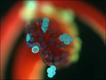 Foto: Robert Markus/Nikon Small World
