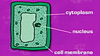 Plant Cells