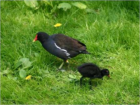 Moorhen and chick
