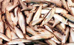 Fish