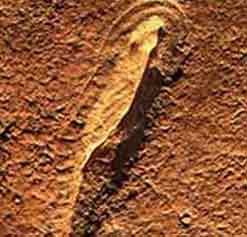 Fossil