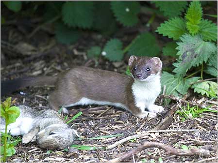 Stoat