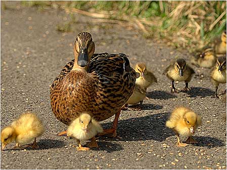 Mallard mum nad cuks