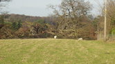 A fallen tree...