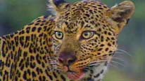 Half-Tail the leopard Leopard