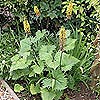 Ligularia przewalskii