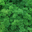 Petroselinum crispum, Parsely