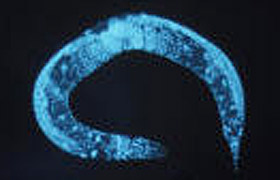 C. elegans