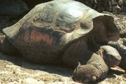 tortoise