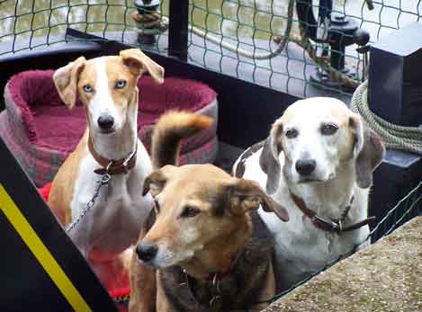 Three dogs