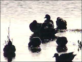 Birds in the water
