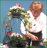 insert spray carnations